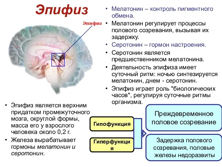 Эпифиз Эпифиз является верхним придатком промежуточного мозга, округлой формы, масса