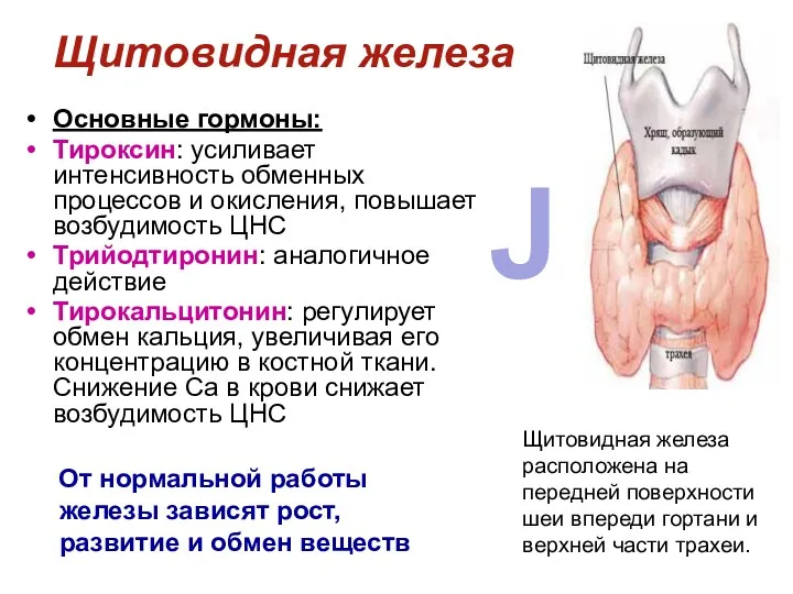 Основные гормоны: Тироксин: усиливает интенсивность обменных процессов и окисления, повышает