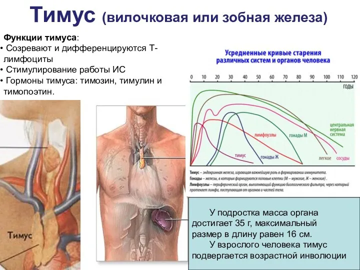 Функции тимуса: Созревают и дифференцируются Т-лимфоциты Стимулирование работы ИС Гopмoны
