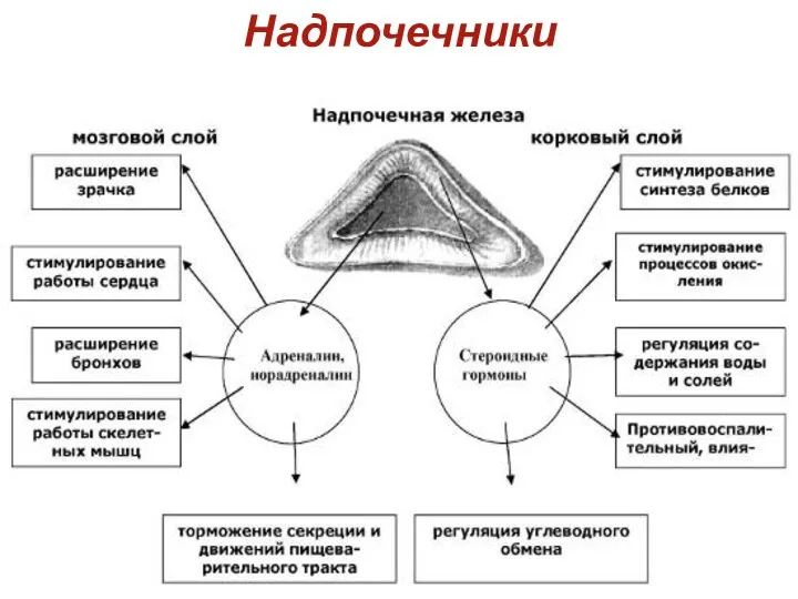 Надпочечники