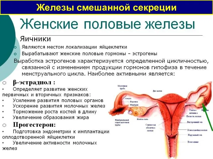 Железы смешанной секреции