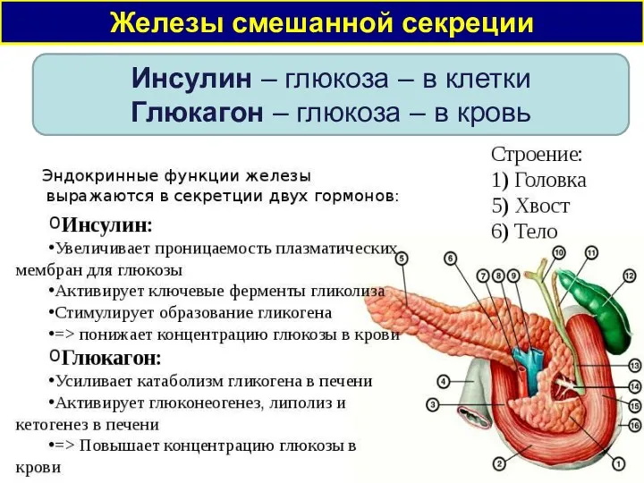 Железы смешанной секреции Инсулин – глюкоза – в клетки Глюкагон – глюкоза – в кровь