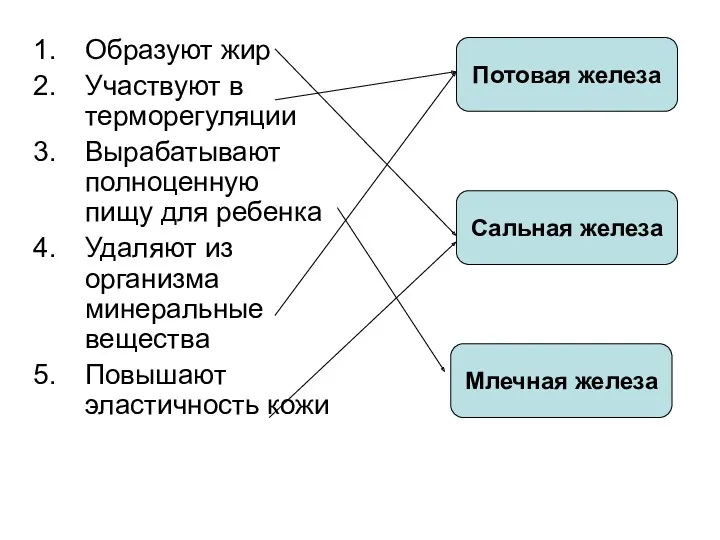 Образуют жир Участвуют в терморегуляции Вырабатывают полноценную пищу для ребенка