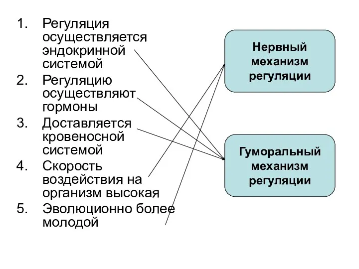 Регуляция осуществляется эндокринной системой Регуляцию осуществляют гормоны Доставляется кровеносной системой