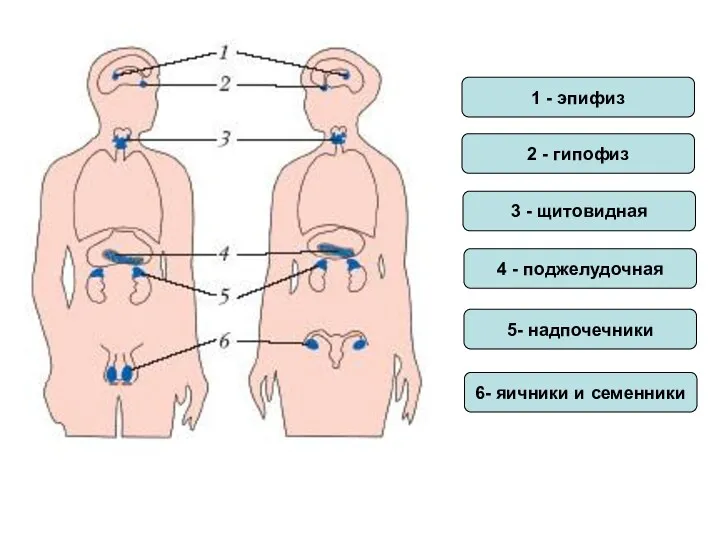 1 - эпифиз 2 - гипофиз 3 - щитовидная 4