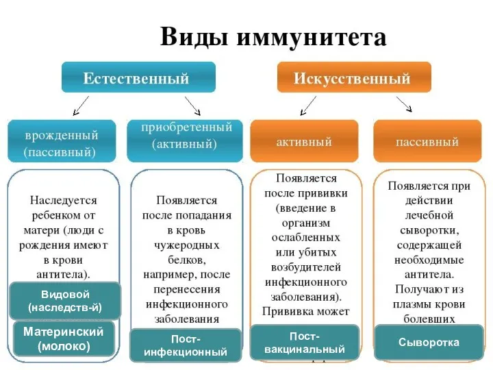 Видовой (наследств-й) Материнский (молоко) Пост-инфекционный Пост-вакцинальный Сыворотка