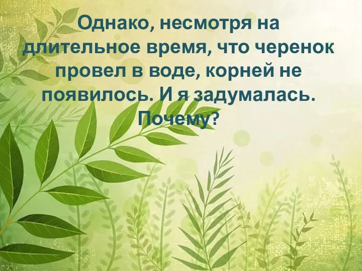 Однако, несмотря на длительное время, что черенок провел в воде,