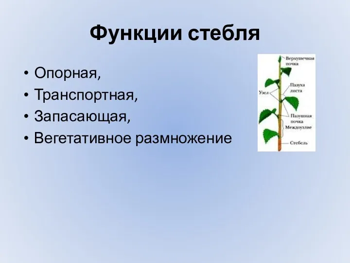 Функции стебля Опорная, Транспортная, Запасающая, Вегетативное размножение