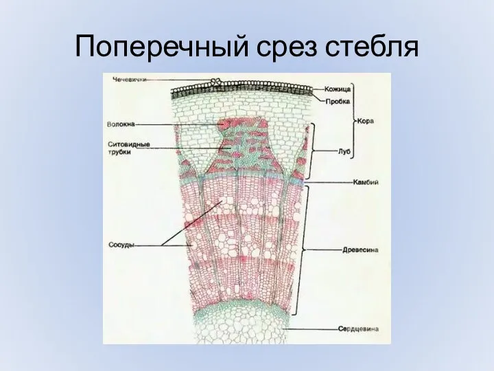 Поперечный срез стебля