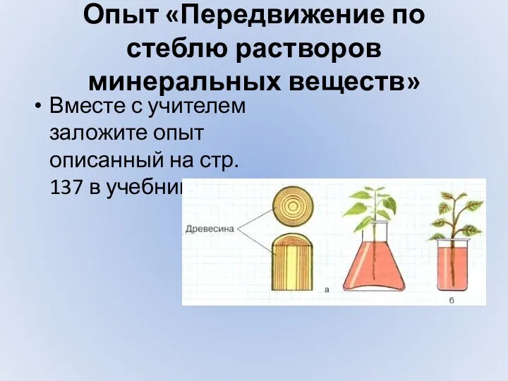 Опыт «Передвижение по стеблю растворов минеральных веществ» Вместе с учителем