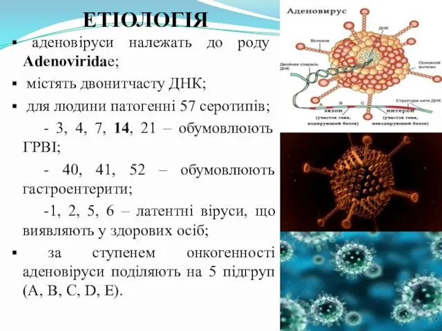 ЕТІОЛОГІЯ аденовіруси належать до роду Adenoviridae; містять двонитчасту ДНК; для