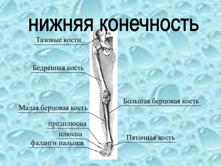 нижняя конечность Тазовые кости Бедренная кость Большая берцовая кость Малая