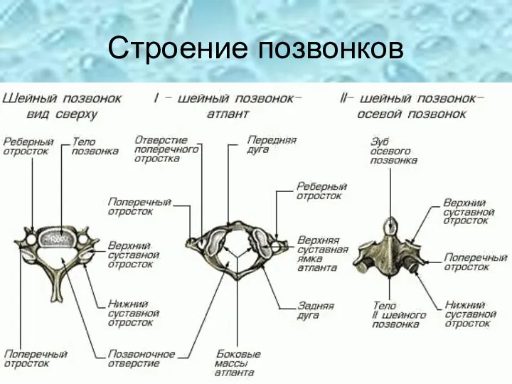 Строение позвонков