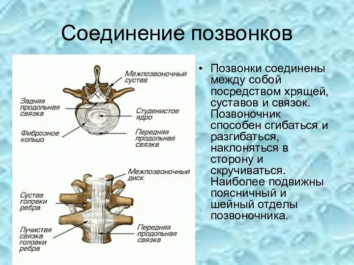 Соединение позвонков Позвонки соединены между собой посредством хрящей, суставов и