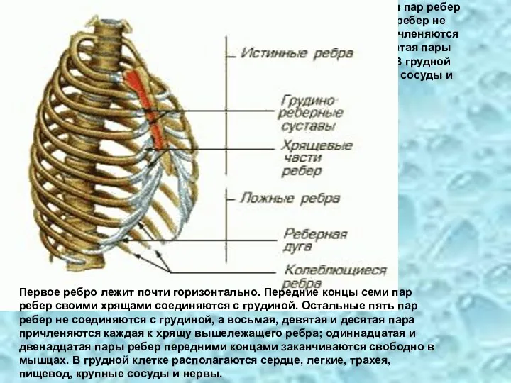 Первое ребро лежит почти горизонтально. Передние концы семи пар ребер