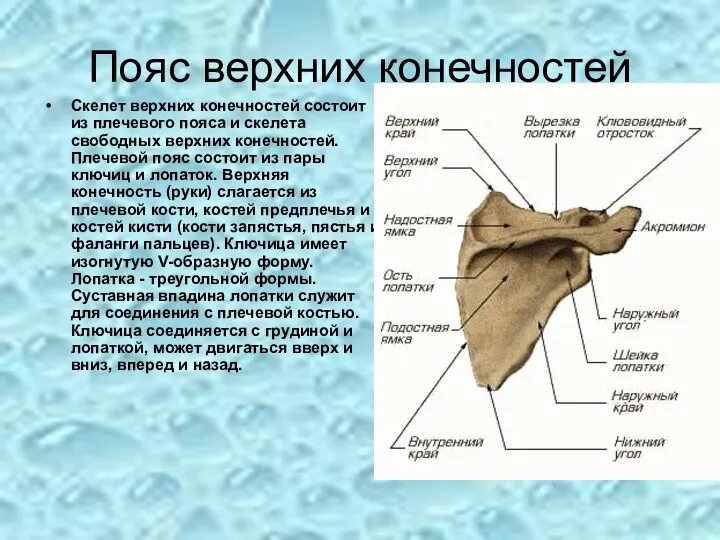 Пояс верхних конечностей Скелет верхних конечностей состоит из плечевого пояса