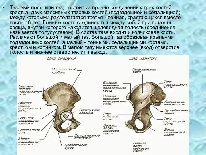 Тазовый пояс, или таз, состоит из прочно соединенных трех костей: