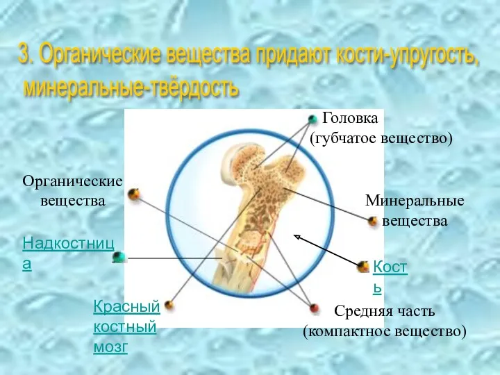 Кость Головка (губчатое вещество) Красный костный мозг Средняя часть (компактное