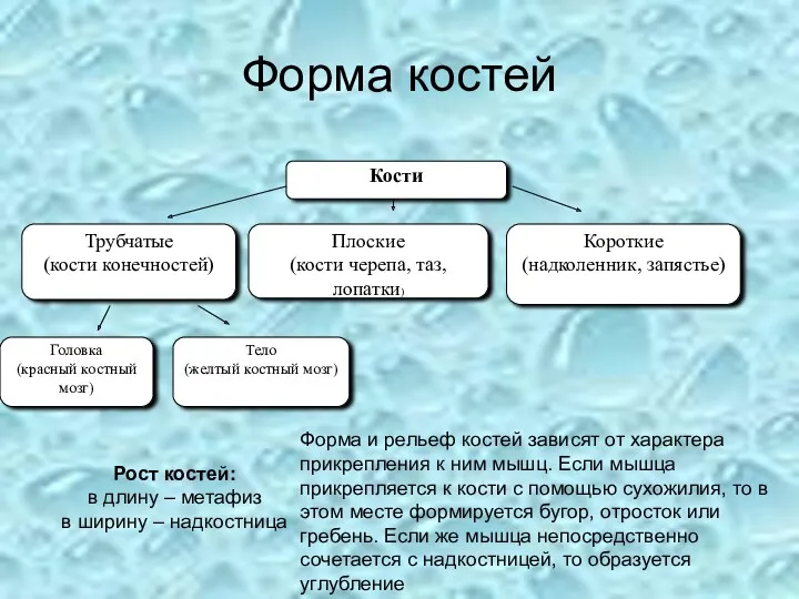 Форма костей Кости Трубчатые (кости конечностей) Плоские (кости черепа, таз,