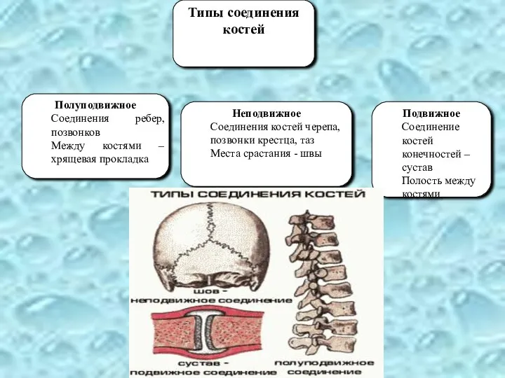 Типы соединения костей Полуподвижное Соединения ребер, позвонков Между костями –