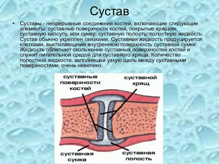 Сустав Суставы - непрерывные соединения костей, включающие следующие элементы: суставные