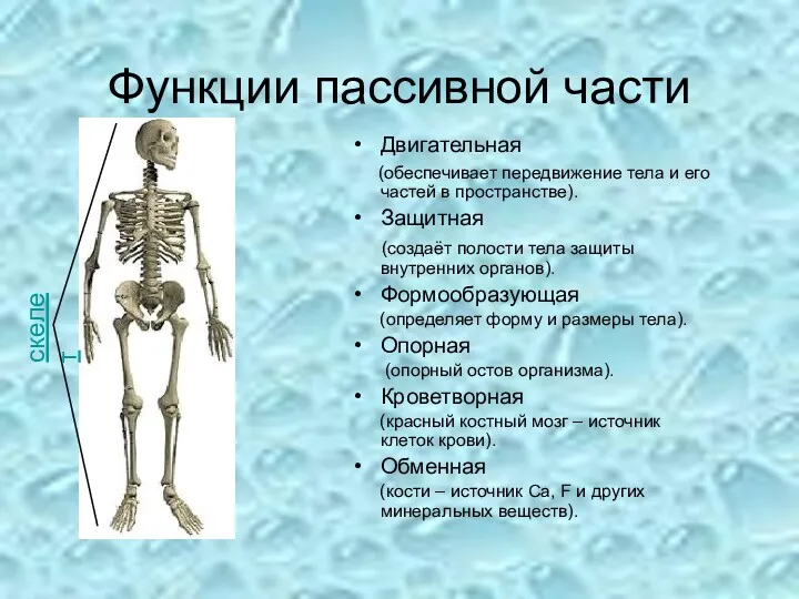 Функции пассивной части Двигательная (обеспечивает передвижение тела и его частей