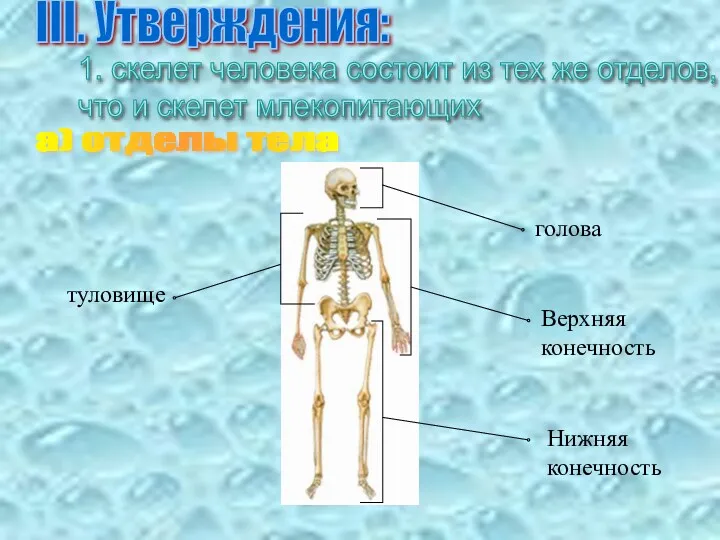 1. скелет человека состоит из тех же отделов, что и