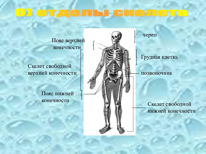 б) отделы скелета череп Пояс верхней конечности Скелет свободной нижней