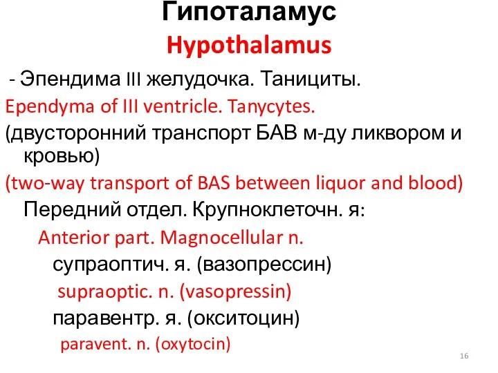 Гипоталамус Hypothalamus - Эпендима III желудочка. Танициты. Ependyma of III