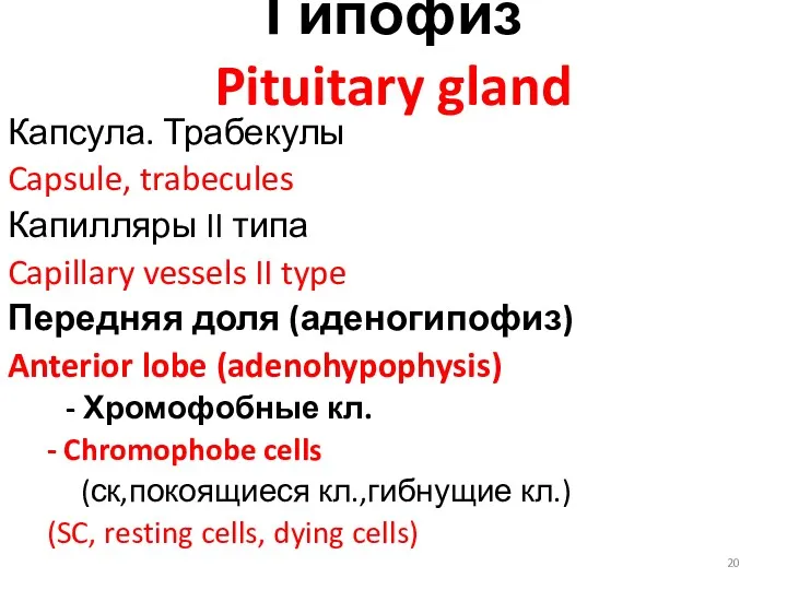 Гипофиз Pituitary gland Капсула. Трабекулы Capsule, trabecules Капилляры II типа