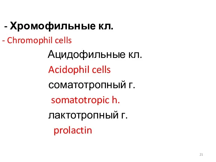 - Хромофильные кл. - Chromophil cells Ацидофильные кл. Acidophil cells