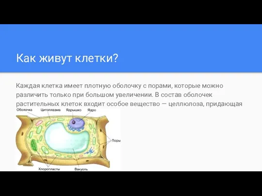 Как живут клетки? Каждая клетка имеет плотную оболочку с порами,