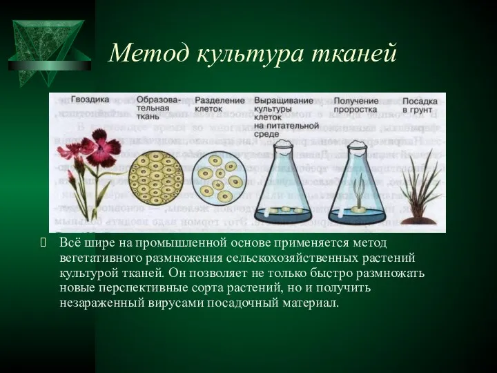 Метод культура тканей Всё шире на промышленной основе применяется метод