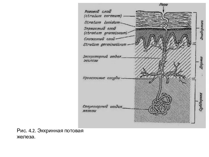 Рис. 4.2. Эккринная потовая железа.