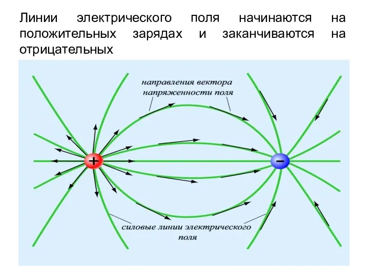 Линии электрического поля начинаются на положительных зарядах и заканчиваются на отрицательных