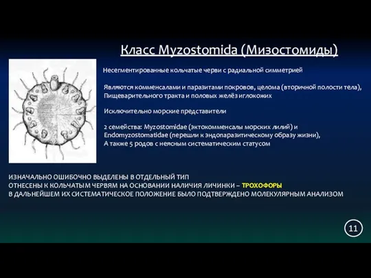 Класс Myzostomida (Мизостомиды) Исключительно морские представители 11 Несегментированные кольчатые черви