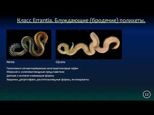 Класс Errantia. Блуждающие (бродячие) полихеты. 12 Nereis Glycera Морские и