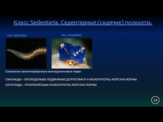 Класс Sedentaria. Седентарные (сидячие) полихеты. 14 Сем. Spionidae Гомономно сегментированные многощетинковые черви Сем.