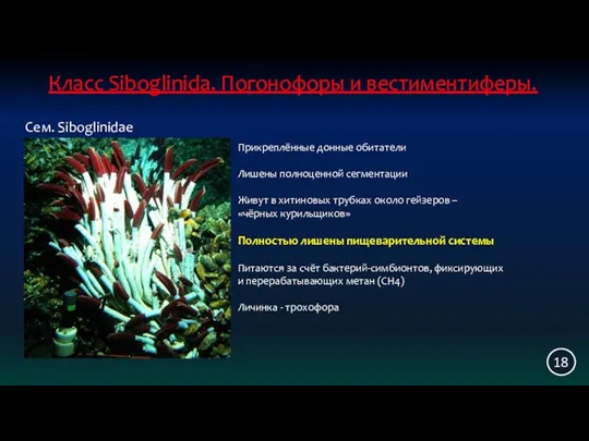 Класс Siboglinida. Погонофоры и вестиментиферы. 18 Сем. Siboglinidae Прикреплённые донные