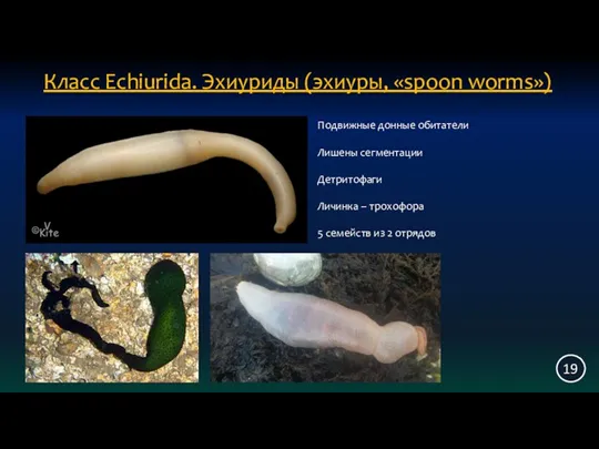 Класс Echiurida. Эхиуриды (эхиуры, «spoon worms») 19 Подвижные донные обитатели Лишены сегментации Детритофаги