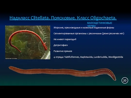 Надкласс Clitellata. Поясковые. Класс Oligochaeta. 20 Морские, пресноводные и наземные подвижные формы Сегментированные