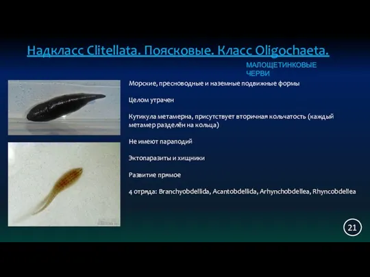 Надкласс Clitellata. Поясковые. Класс Oligochaeta. 21 Морские, пресноводные и наземные