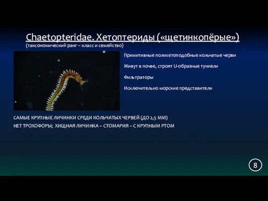 8 Chaetopteridae. Хетоптериды («щетинкопёрые») Примитивные полихетоподобные кольчатые черви Живут в