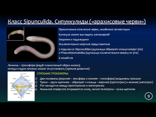 9 Класс Sipunculida. Сипункулиды («арахисовые черви») Примитивные кольчатые черви, лишённые сегментации Кутикула может