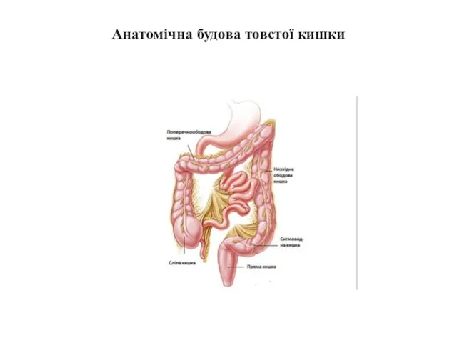 Анатомічна будова товстої кишки