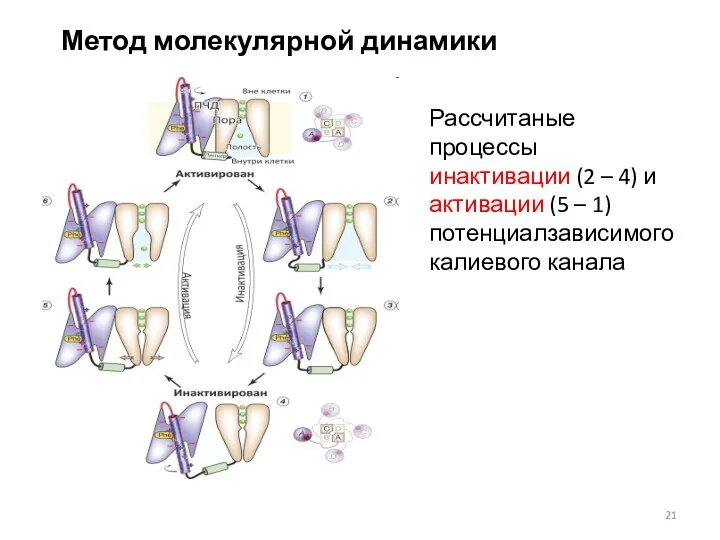 Метод молекулярной динамики Рассчитаные процессы инактивации (2 – 4) и активации (5 –