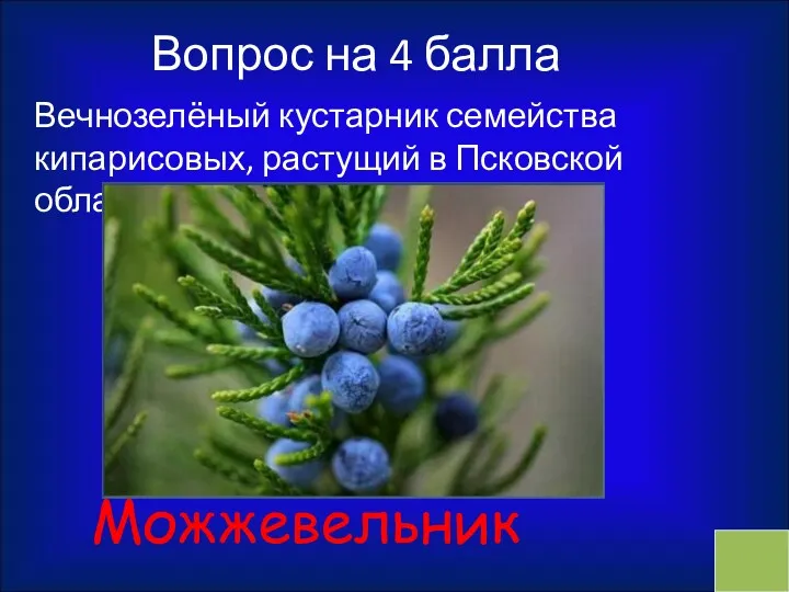 Вопрос на 4 балла Вечнозелёный кустарник семейства кипарисовых, растущий в Псковской области Можжевельник