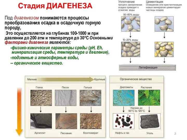 Стадия ДИАГЕНЕЗА Под диагенезом понимаются процессы преобразования осадка в осадочную