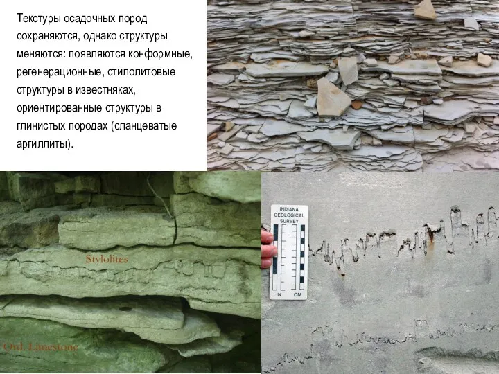 Текстуры осадочных пород сохраняются, однако структуры меняются: появляются конформные, регенерационные,
