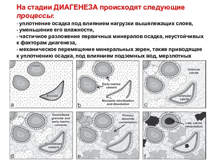 На стадии ДИАГЕНЕЗА происходят следующие процессы: - уплотнение осадка под